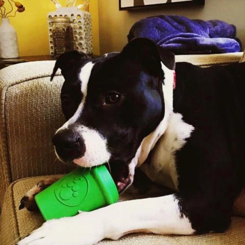 ROVER PET PRODUCTS - SodaPup Coffee Cup Slow Feeder Toy