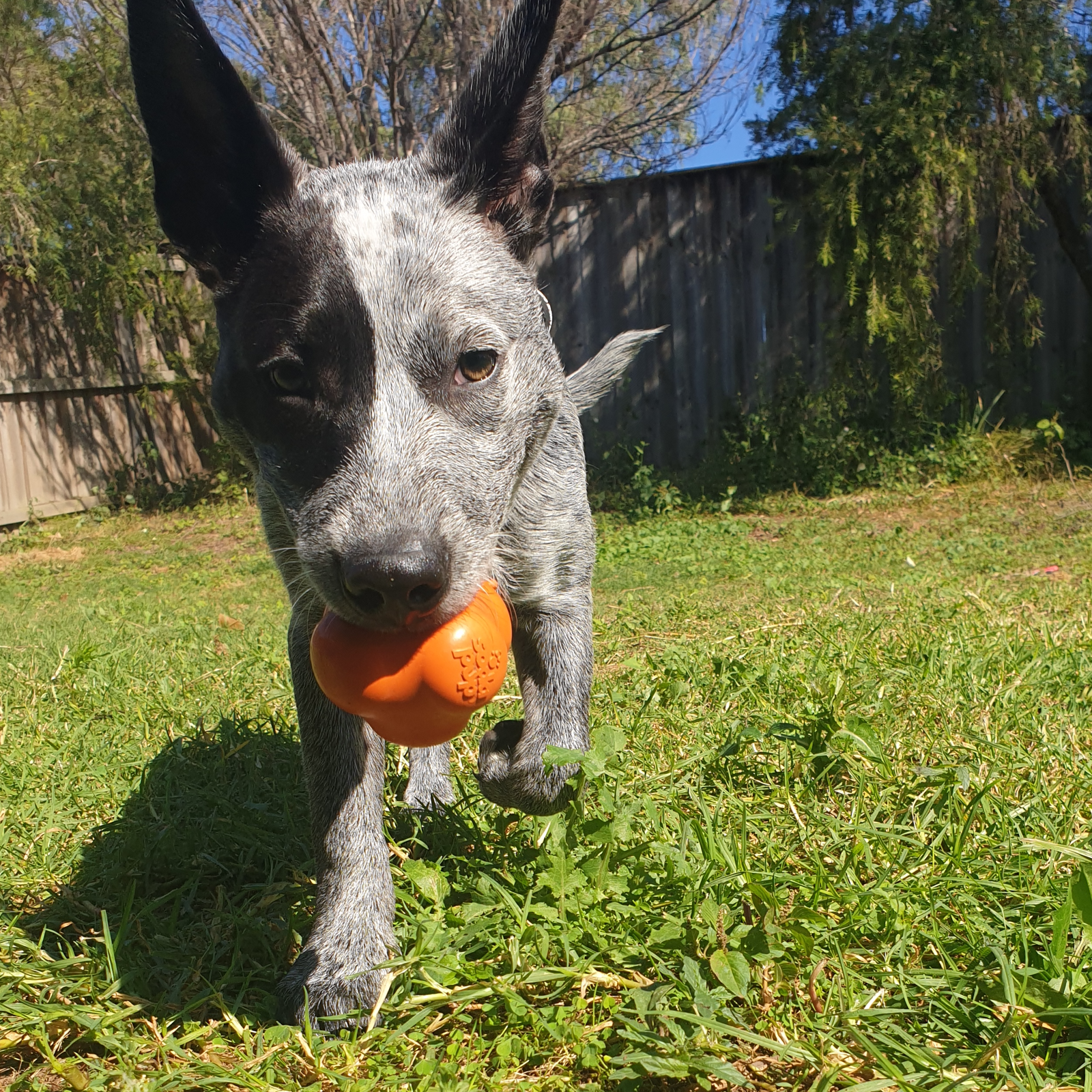 ROVER PET PRODUCTS - Crazy Bounce Retrieving Toy (For Power Chewers)
