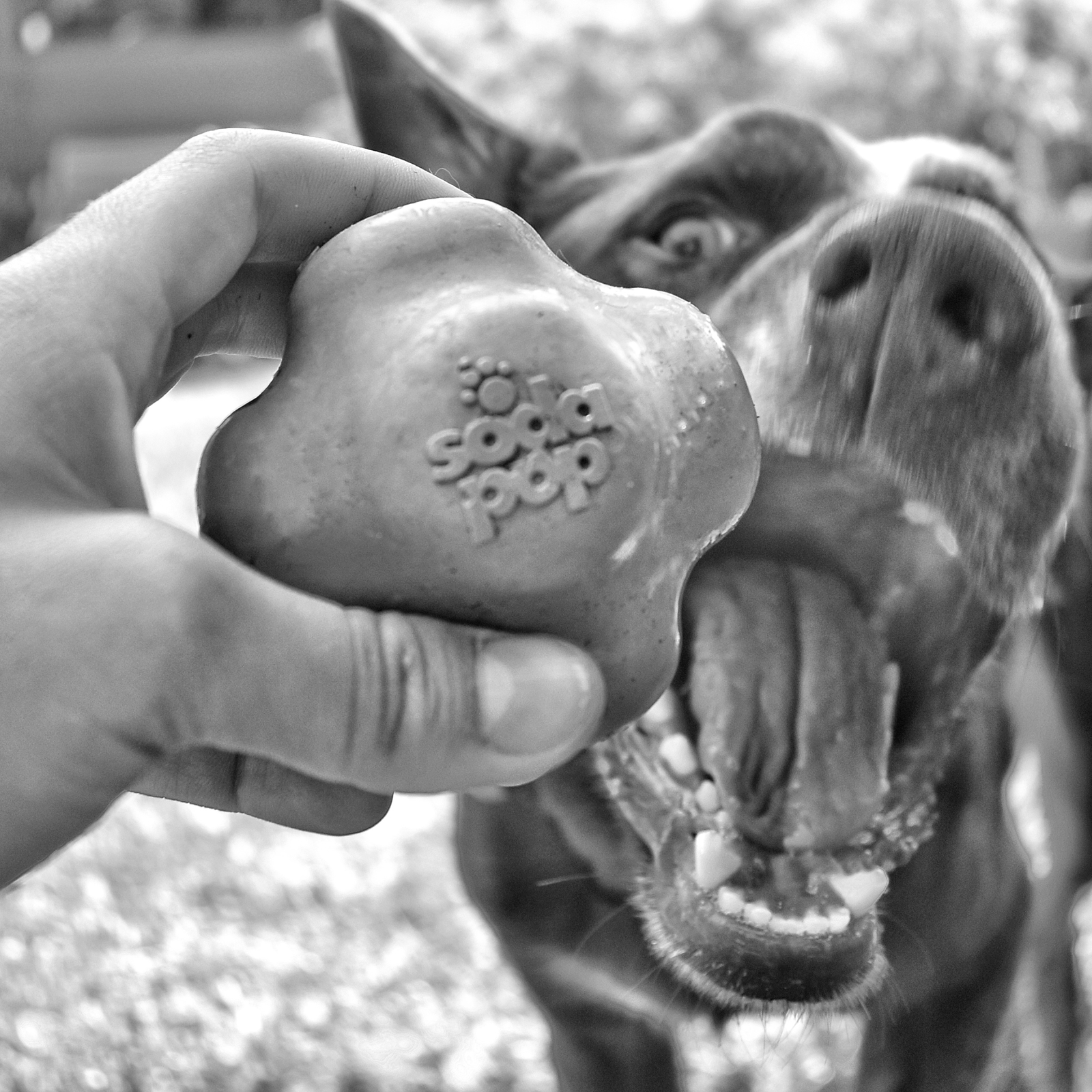 ROVER PET PRODUCTS - Crazy Bounce Retrieving Toy (For Power Chewers)
