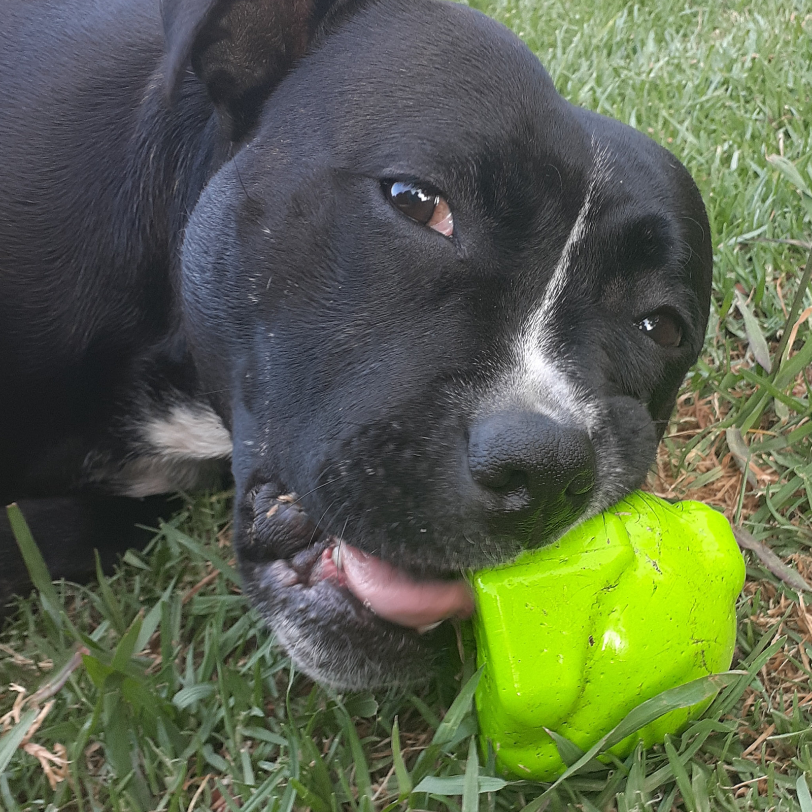 ROVER PET PRODUCTS - Bullfrog Slow Feeder Toy