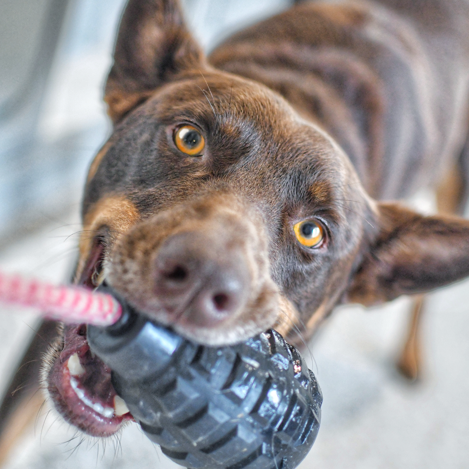 ROVER PET PRODUCTS - K9 Magnum Grenade Reward Toy