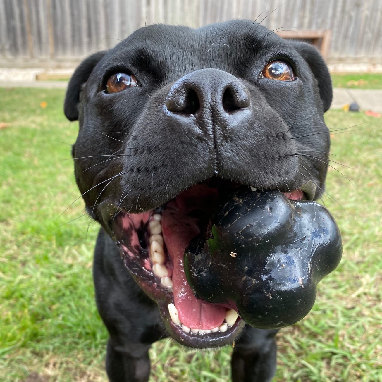 ROVER PET PRODUCTS - Magnum Crazy Bounce Retrieving Toy (For Power Chewers)