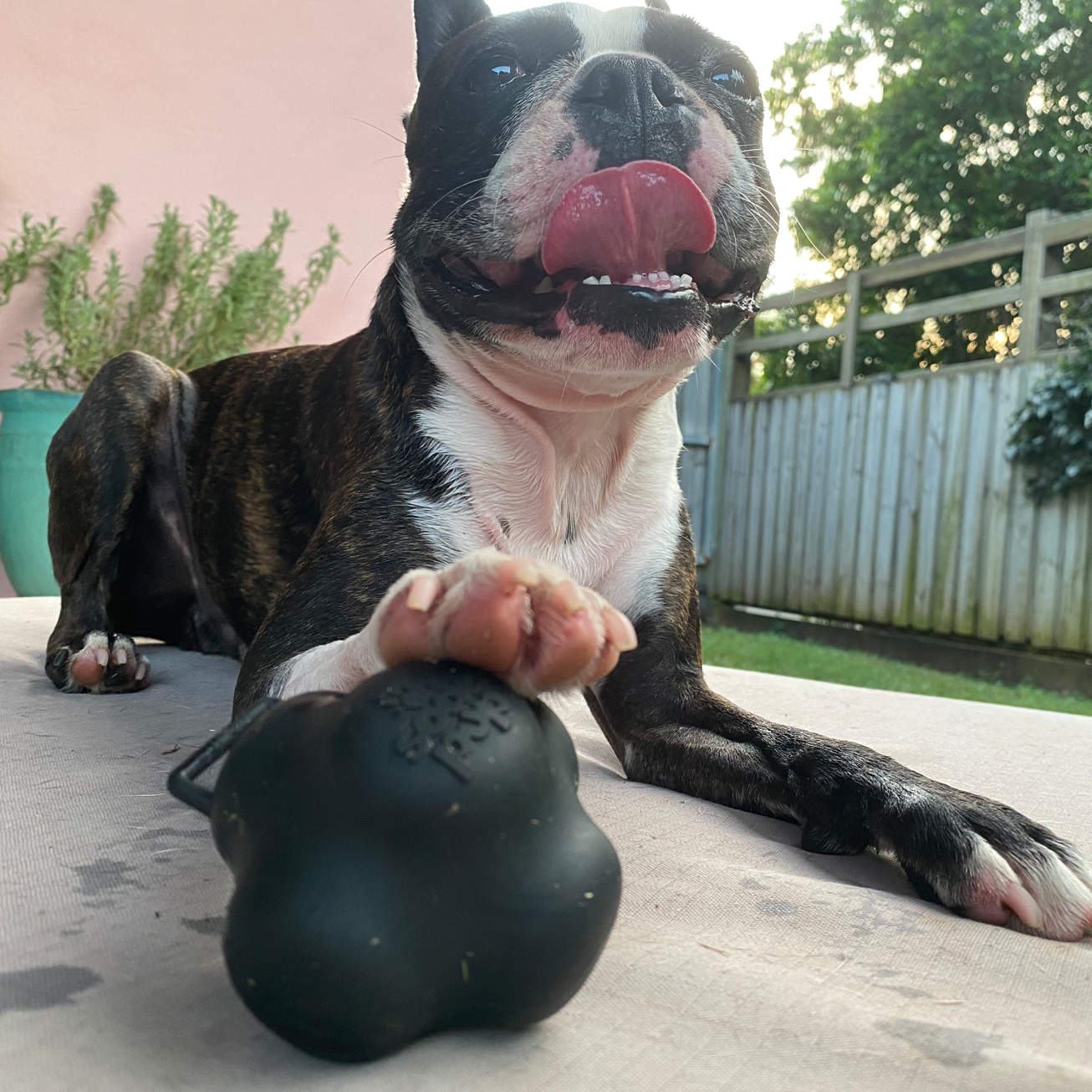 ROVER PET PRODUCTS - Magnum Crazy Bounce Retrieving Toy (For Power Chewers)