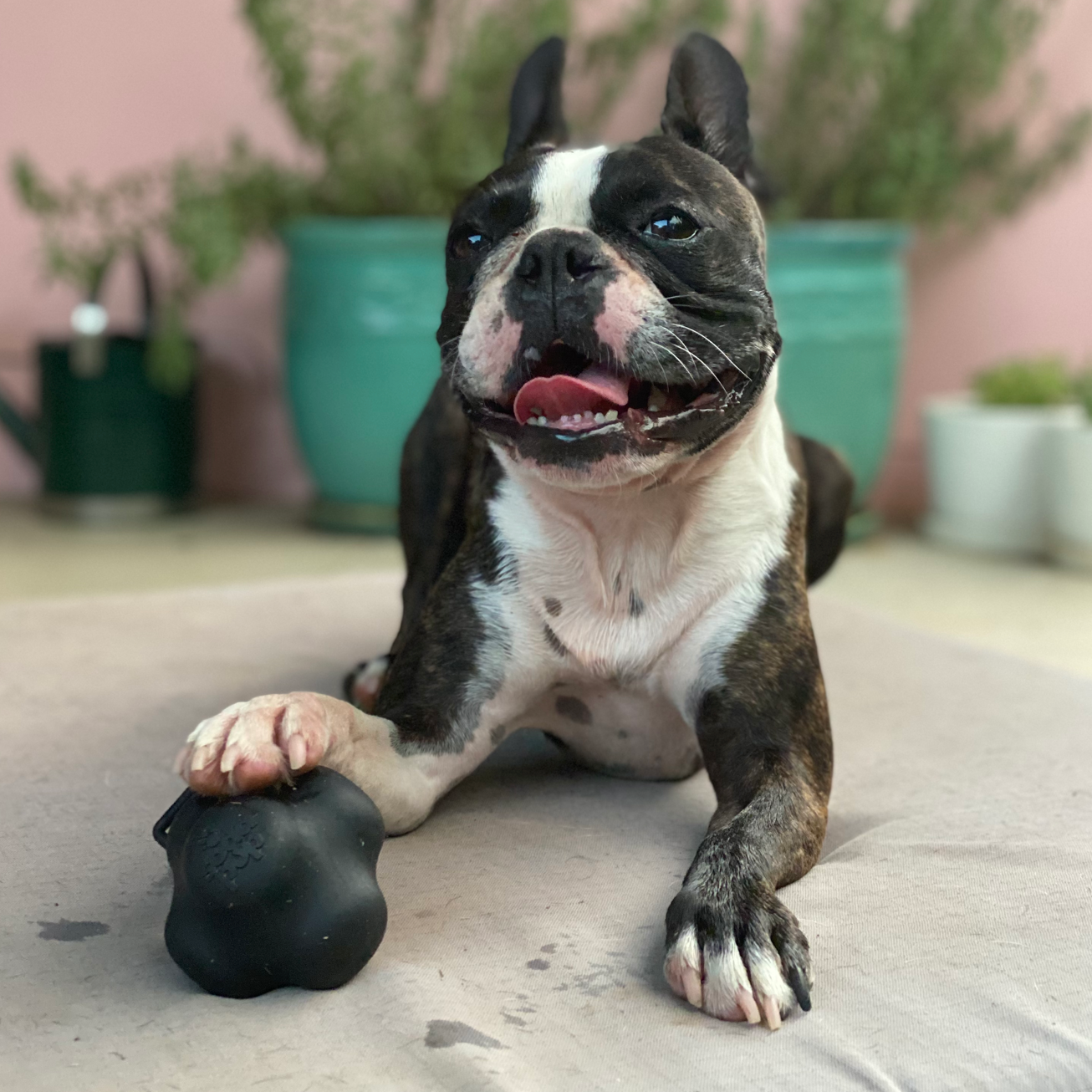 ROVER PET PRODUCTS - Magnum Crazy Bounce Retrieving Toy (For Power Chewers)