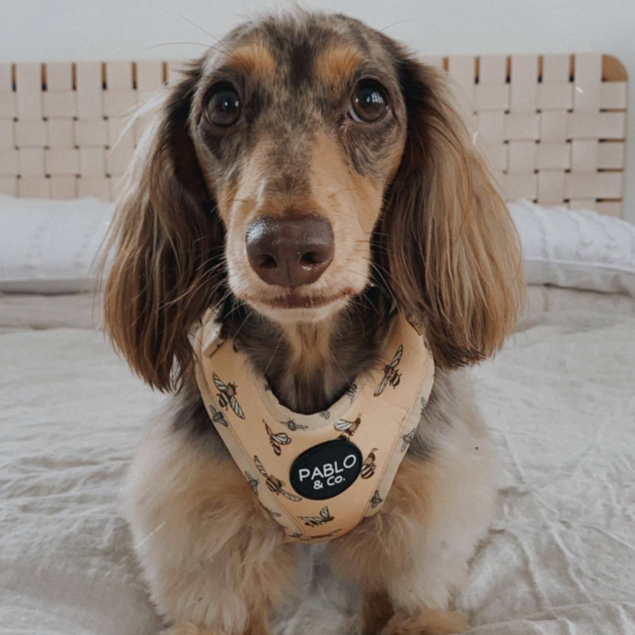 PABLO & CO - Bumblebee Adjustable Dog Harness