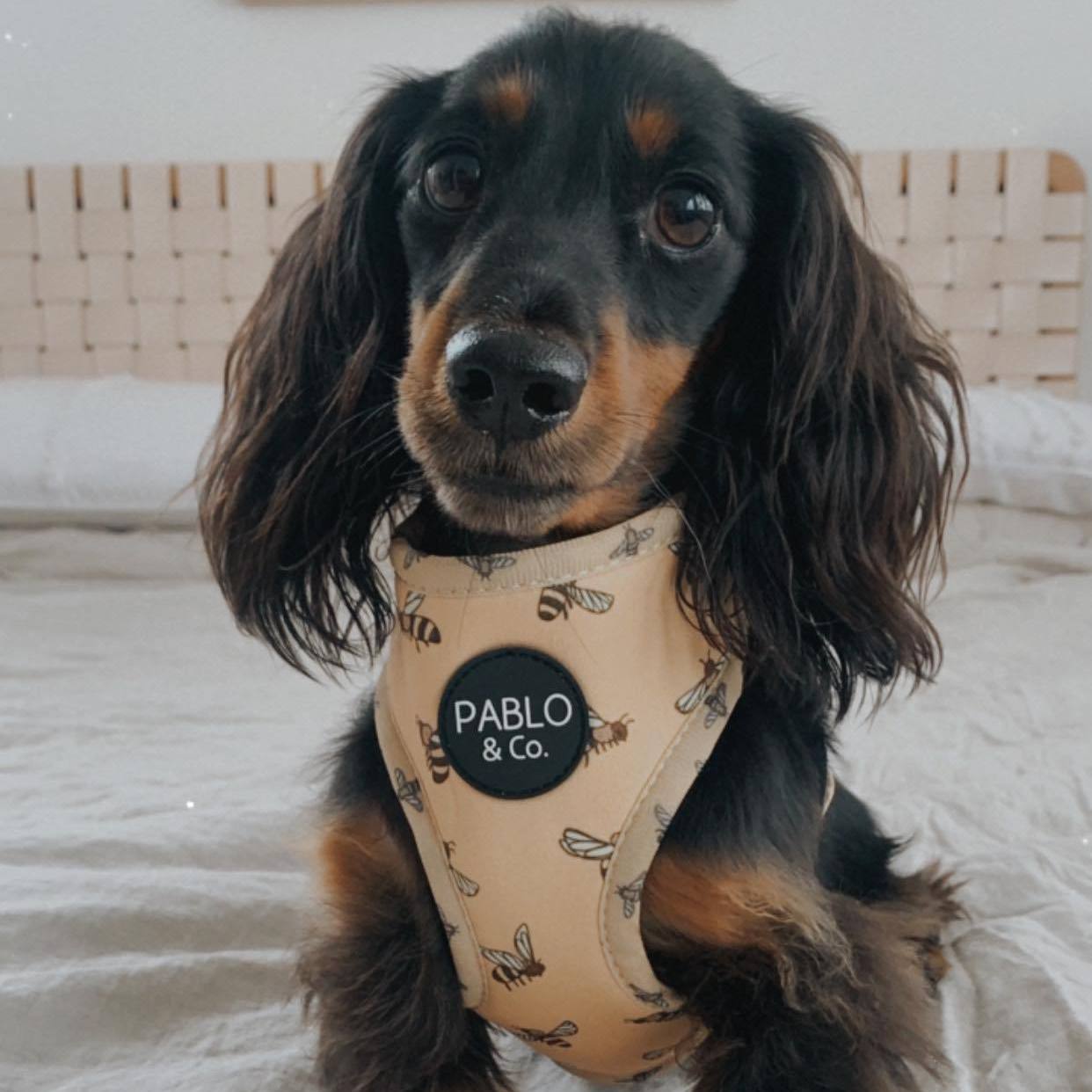 PABLO & CO - Bumblebee Adjustable Dog Harness