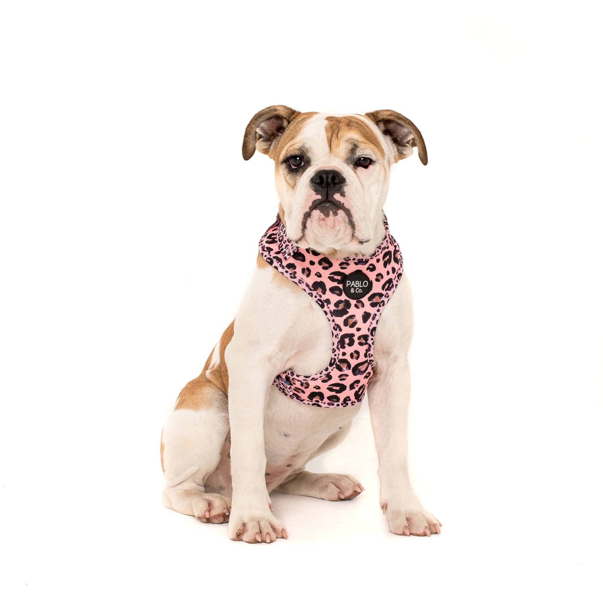 PABLO & CO - Pink Leopard Adjustable Dog Harness