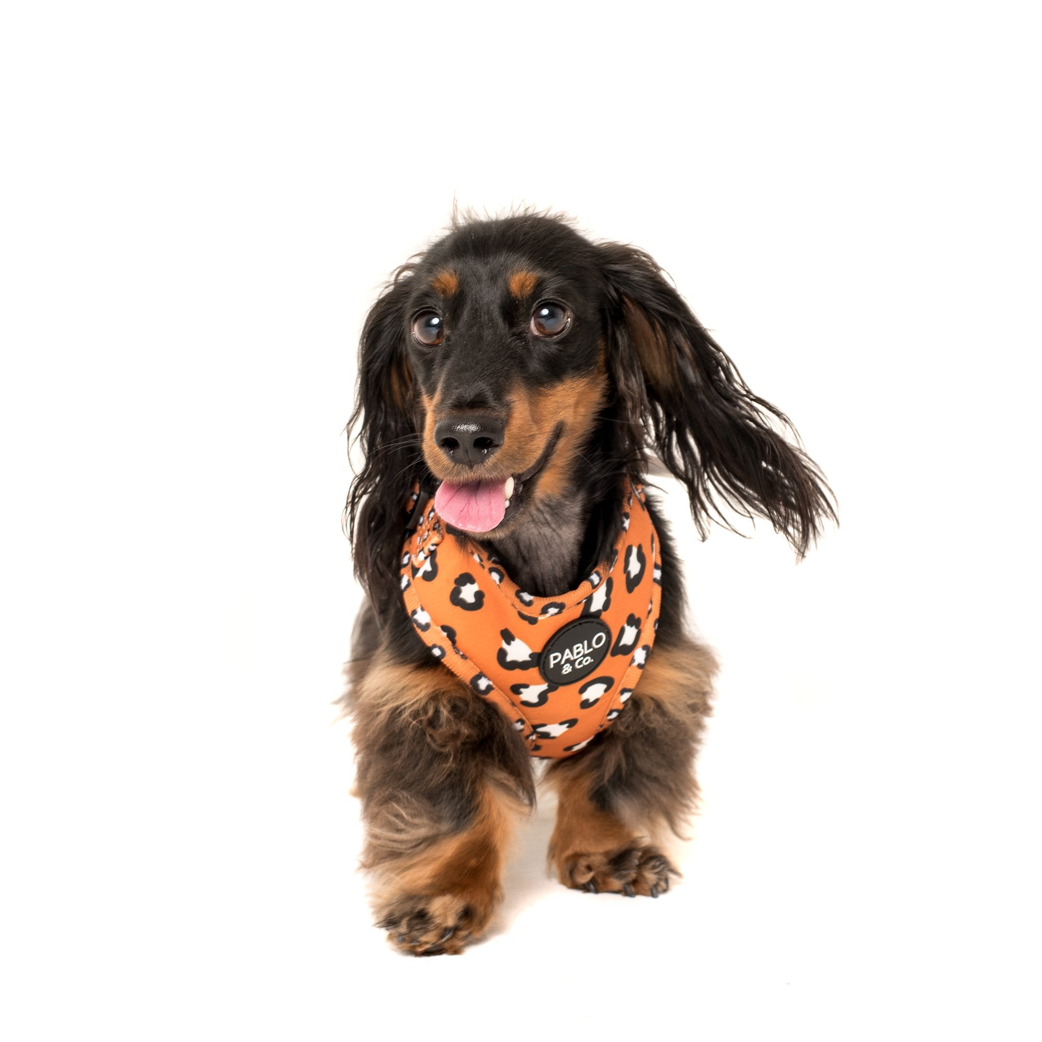 PABLO & CO - That Leopard Print Adjustable Dog Harness