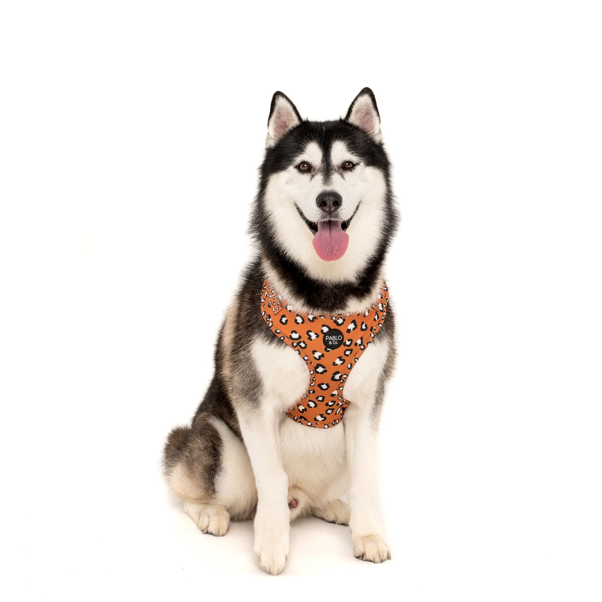 PABLO & CO - That Leopard Print Adjustable Dog Harness