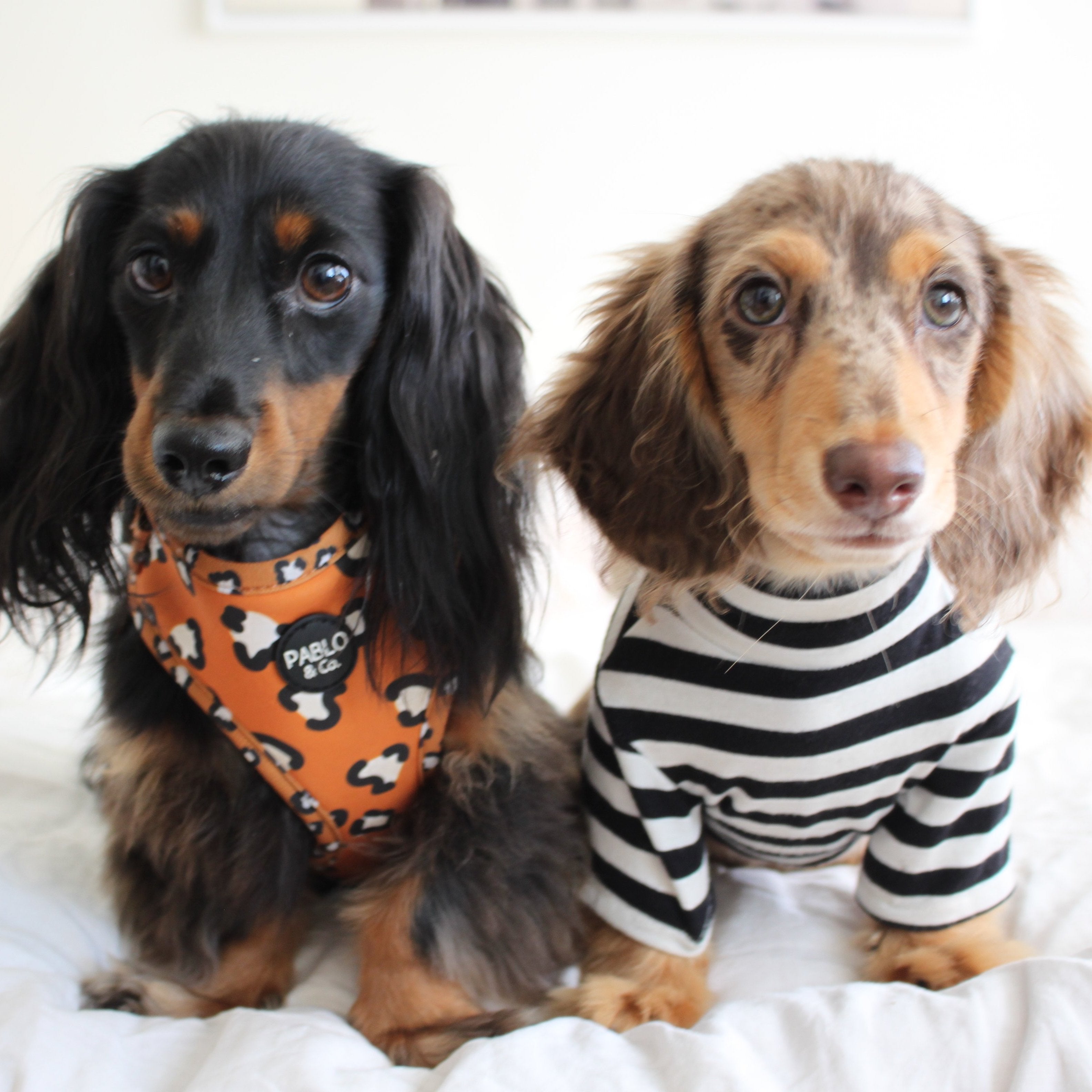 PABLO & CO - That Leopard Print Adjustable Dog Harness