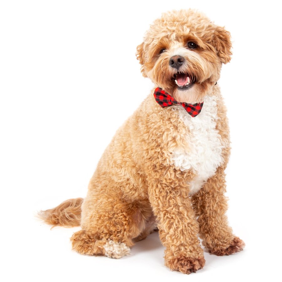 BIG & LITTLE DOGS - Plaid to the Bone Dog Collar & Bow Tie