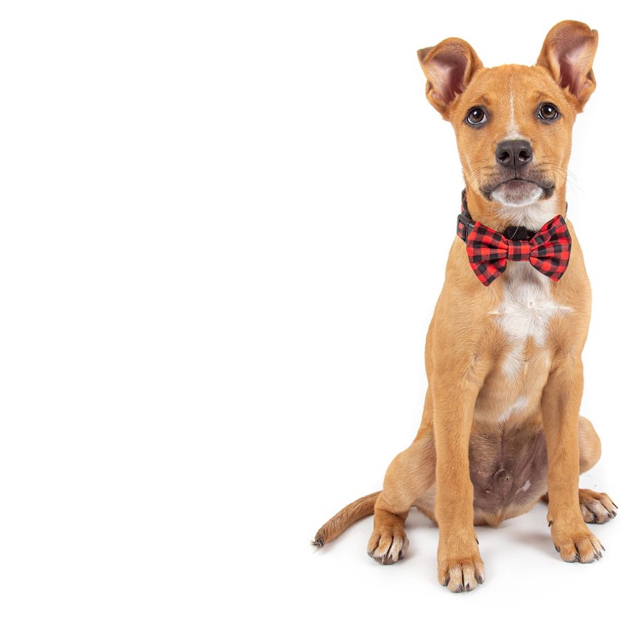 BIG & LITTLE DOGS - Plaid to the Bone Dog Collar & Bow Tie