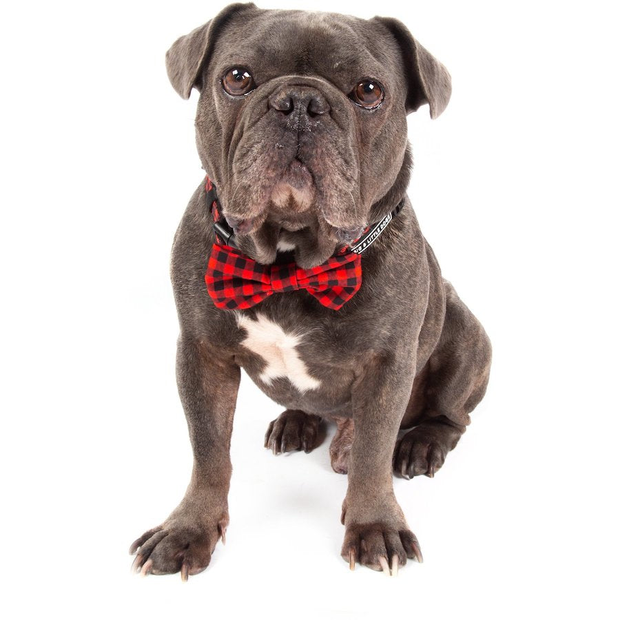 BIG & LITTLE DOGS - Plaid to the Bone Dog Collar & Bow Tie