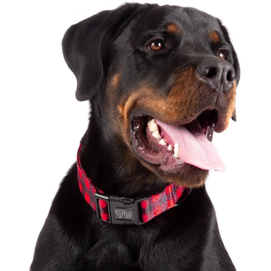 BIG & LITTLE DOGS - Plaid to the Bone Dog Collar & Bow Tie