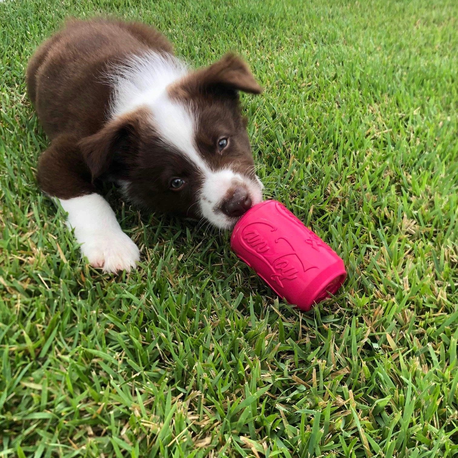ROVER PET PRODUCTS - SodaPup Puppy Can Toy