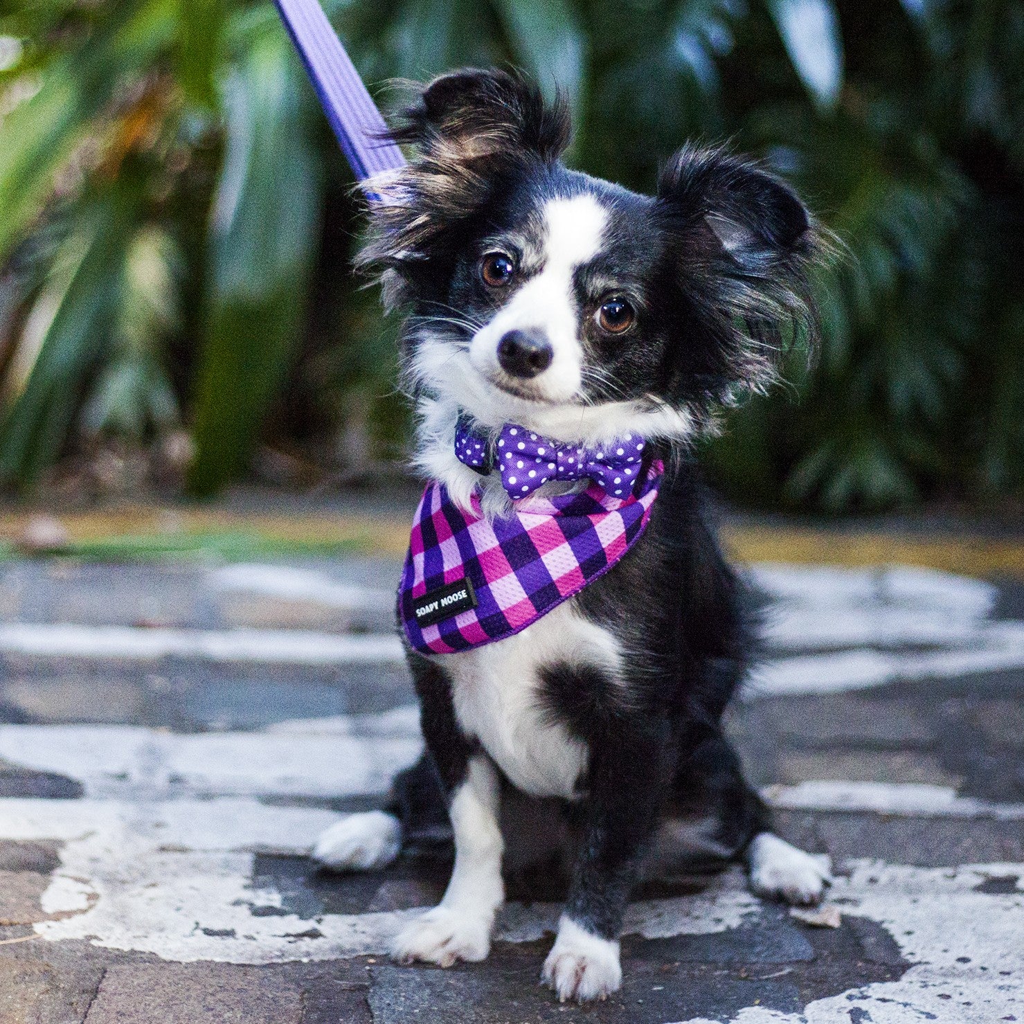 SOAPY MOOSE - Purple & White Polka Dots Collar & Bow Tie