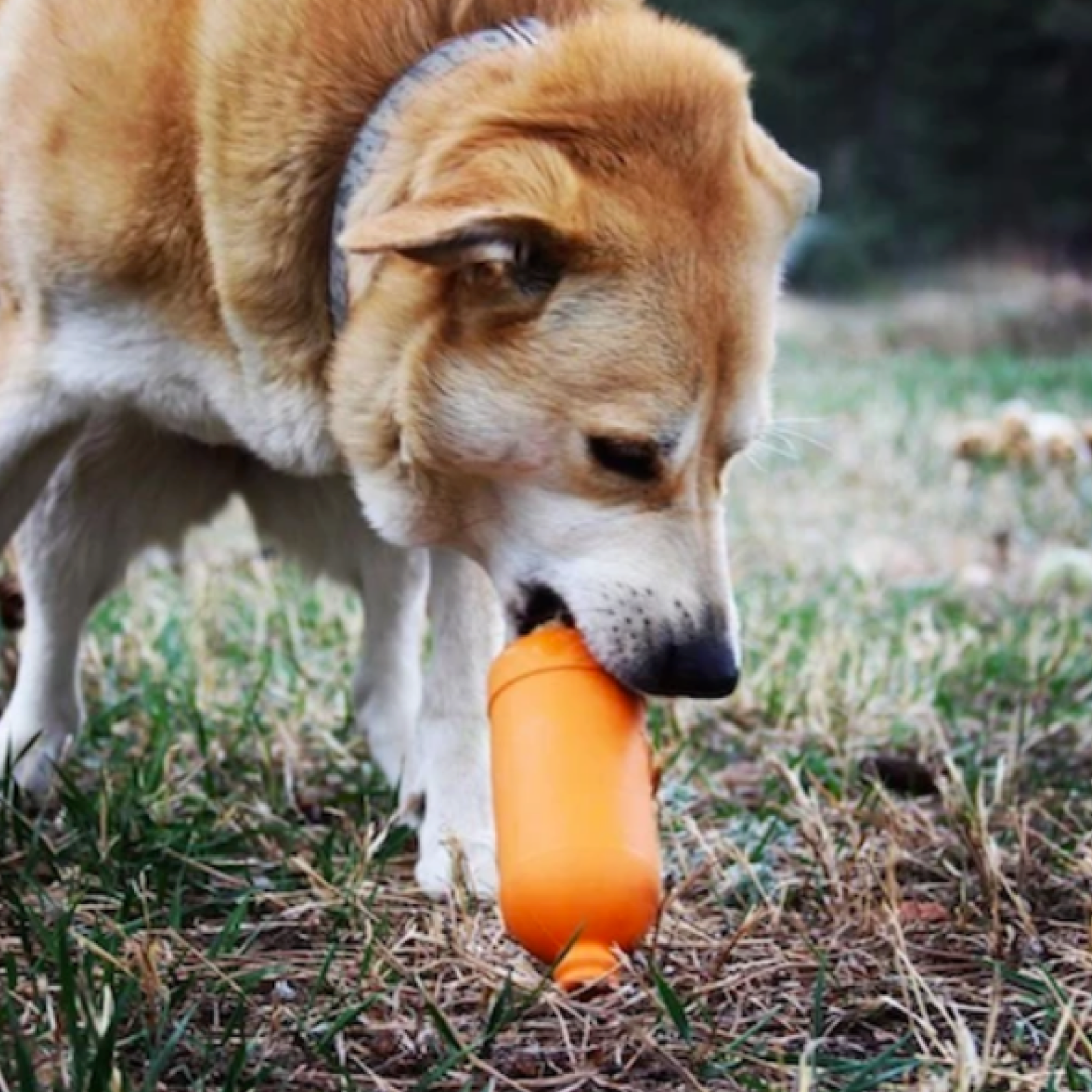 ROVER PET PRODUCTS - SodaPup Beer Bottle Treat Dispenser
