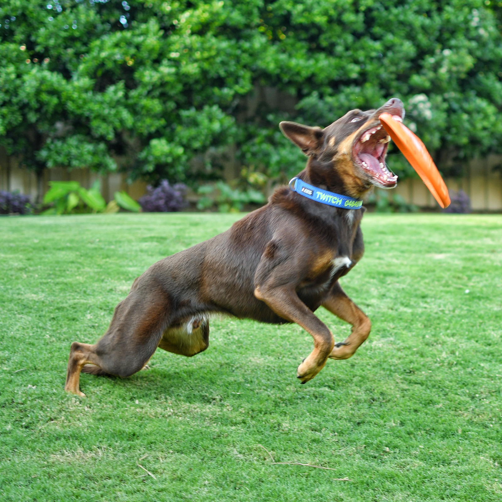 ROVER PET PRODUCTS - SodaPup Original Bottle Top Flyer Frisbee Toy