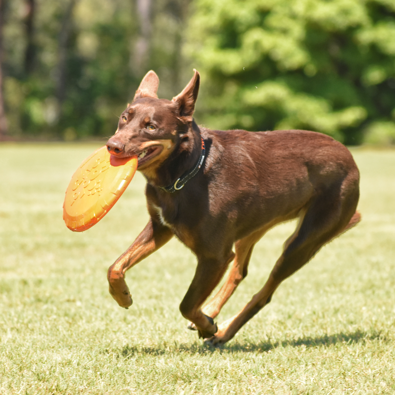 ROVER PET PRODUCTS - SodaPup Original Bottle Top Flyer Frisbee Toy