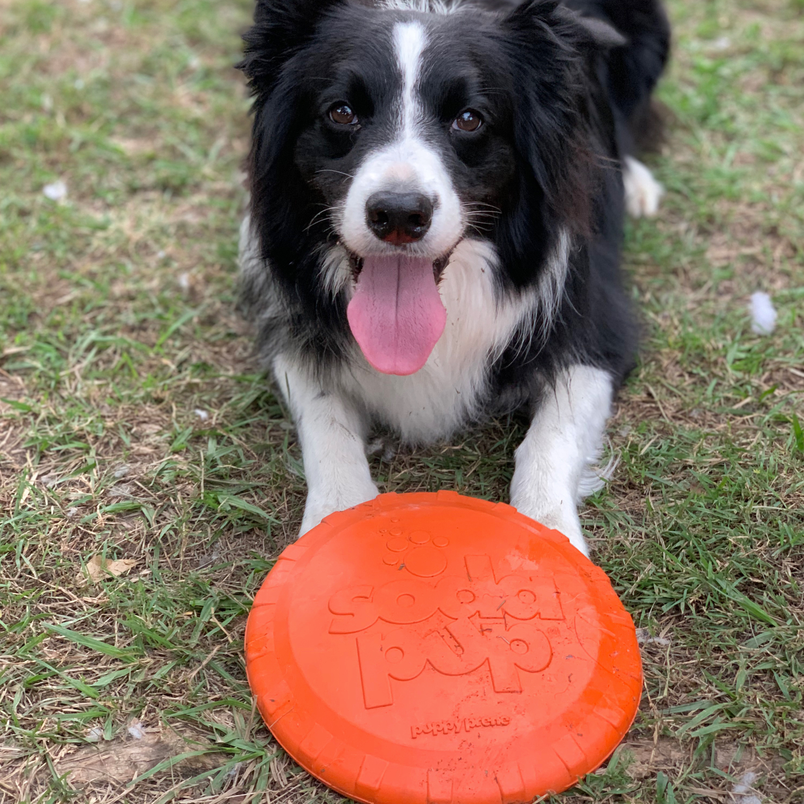 ROVER PET PRODUCTS - SodaPup Original Bottle Top Flyer Frisbee Toy