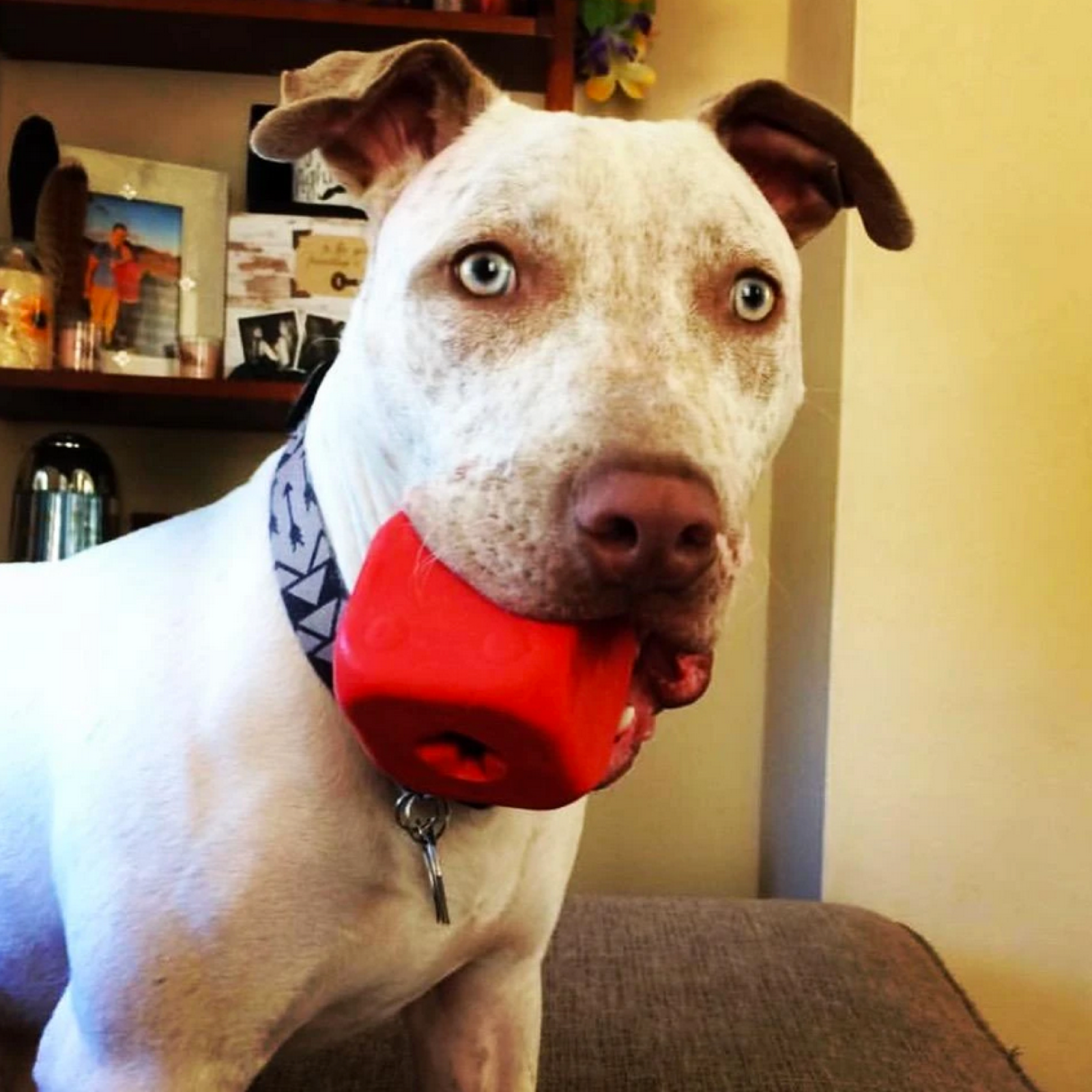 ROVER PET PRODUCTS - Roll of the Dice Toy