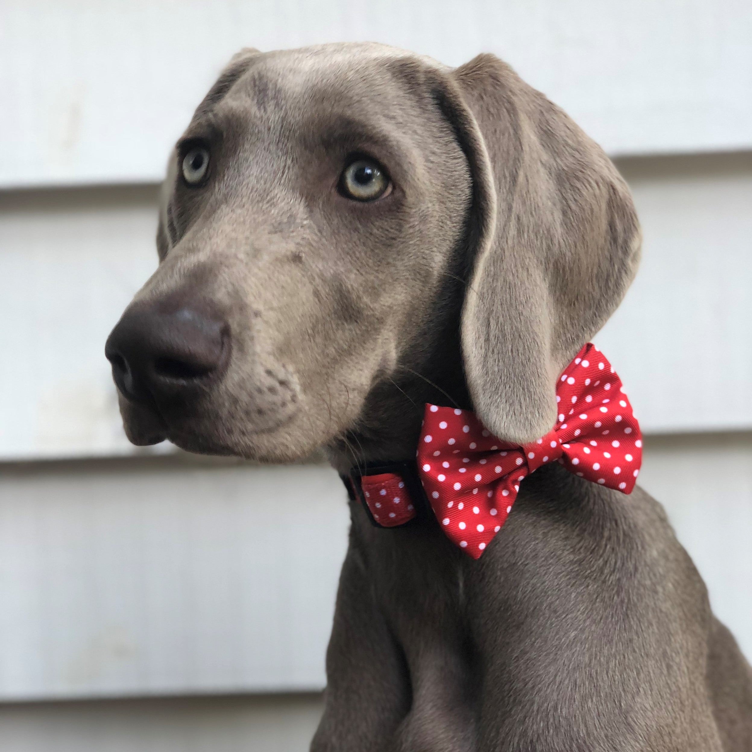 SOAPY MOOSE - Red & White Polka Dots Collar & Bow Tie