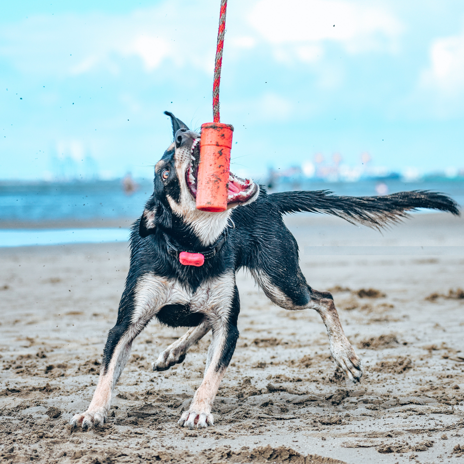 ROVER PET PRODUCTS - K9 Firecracker Training Dummy Toy