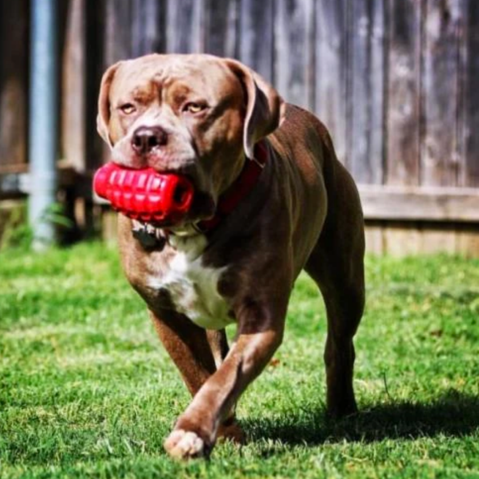 ROVER PET PRODUCTS - K9 Grenade Enrichment Toy