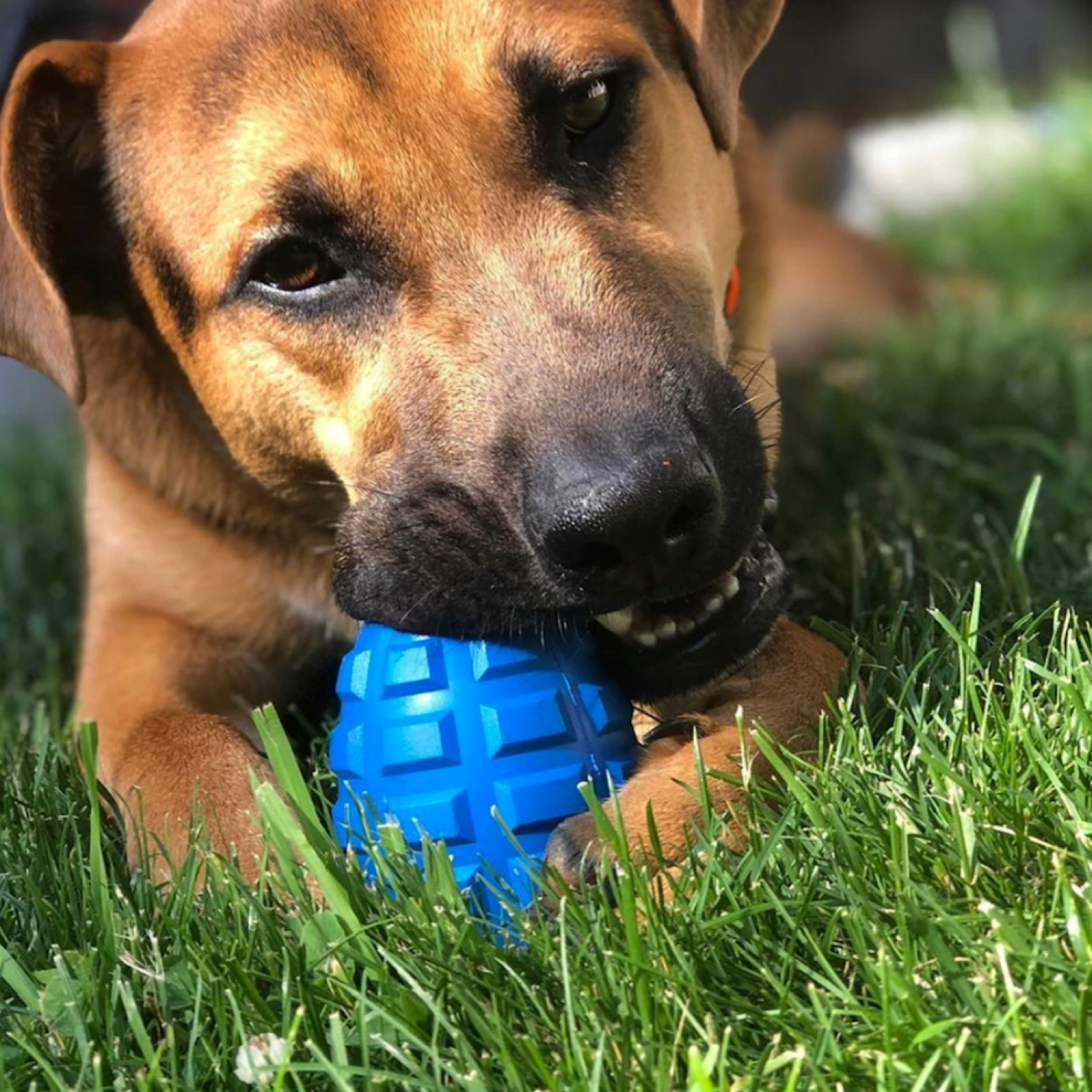 ROVER PET PRODUCTS - K9 Grenade Enrichment Toy