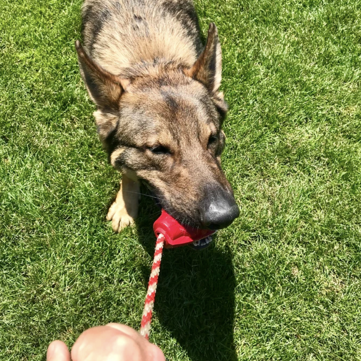 ROVER PET PRODUCTS - K9 Grenade Reward Toy