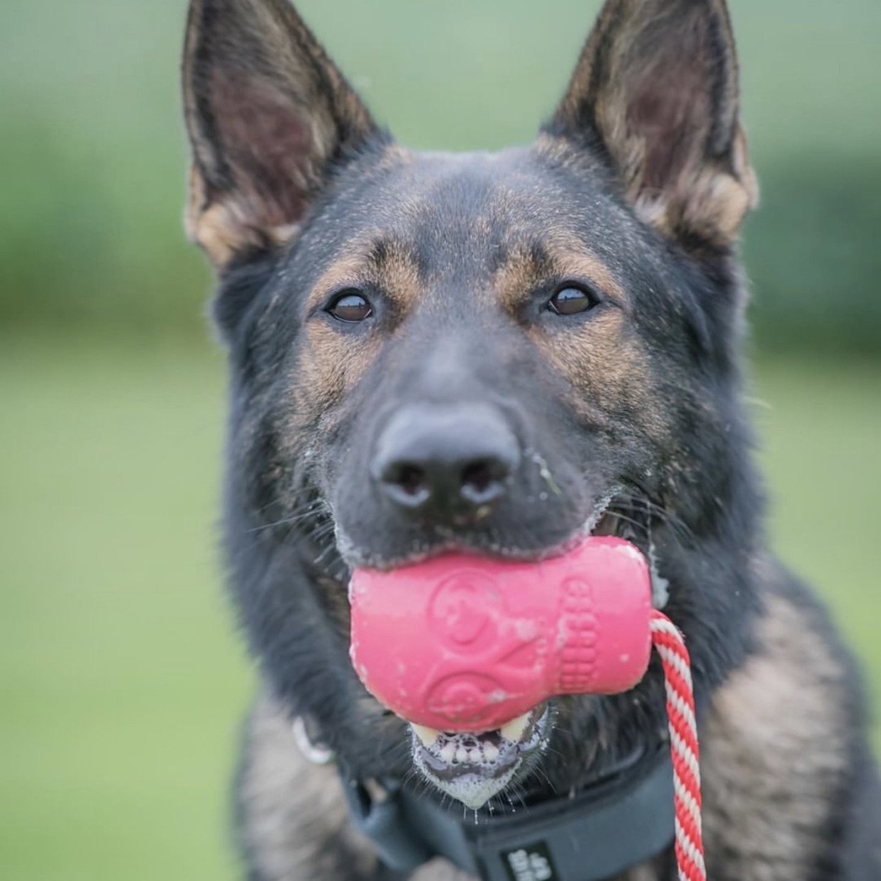 ROVER PET PRODUCTS - K9 Skull Reward Toy