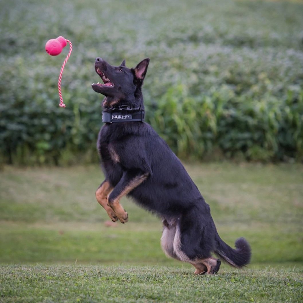 ROVER PET PRODUCTS - K9 Skull Reward Toy