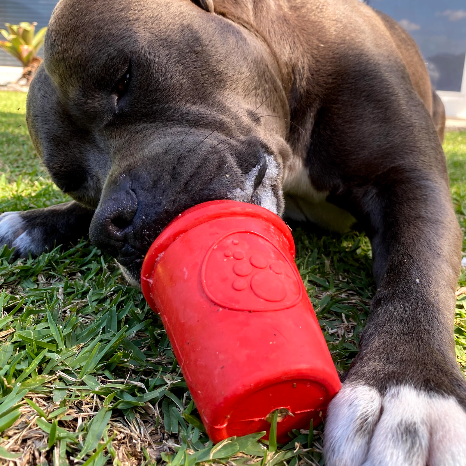 ROVER PET PRODUCTS - SodaPup Coffee Cup Slow Feeder Toy