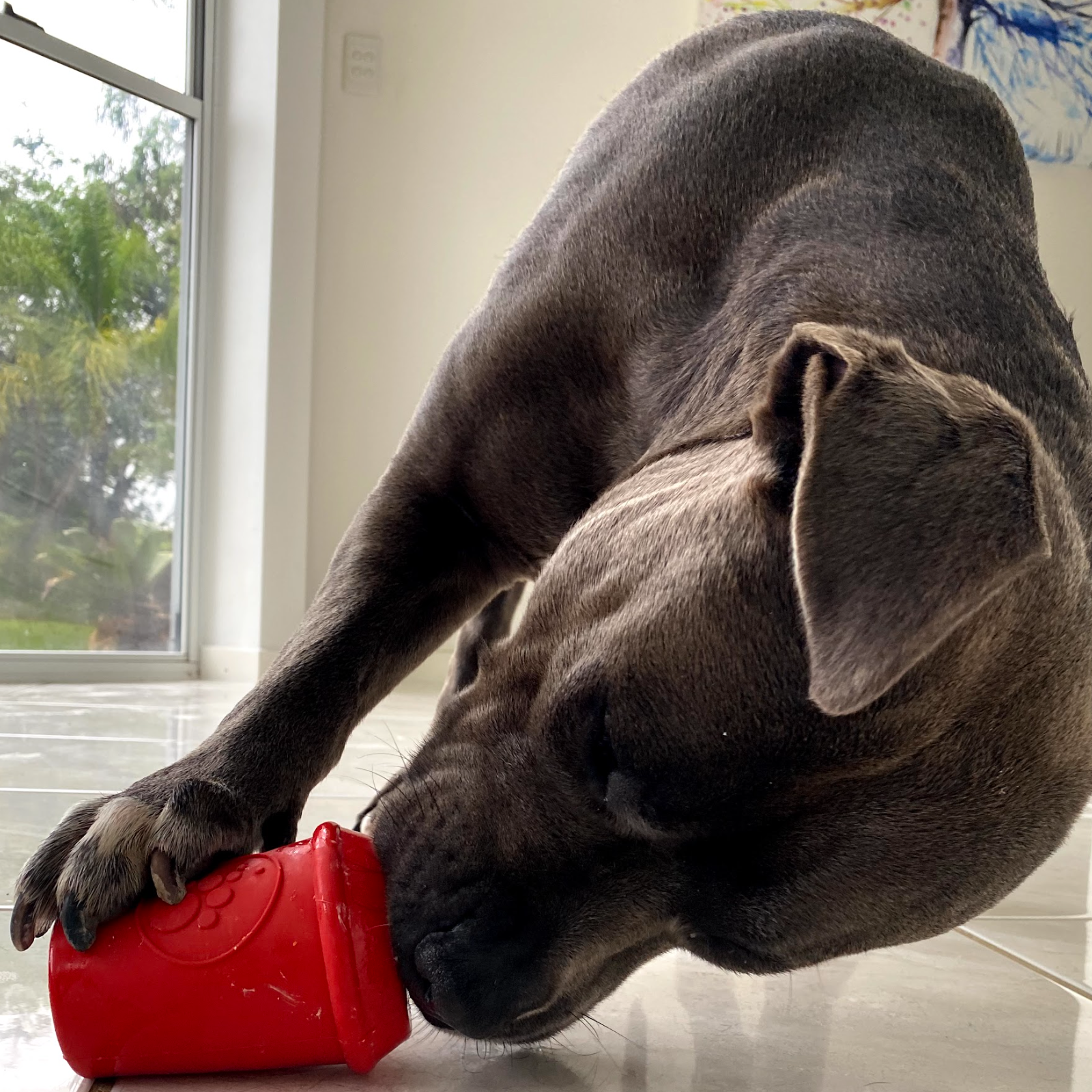 ROVER PET PRODUCTS - SodaPup Coffee Cup Slow Feeder Toy