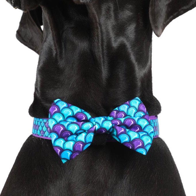 BIG & LITTLE DOGS - Scaled Back Dog Collar & Bow Tie