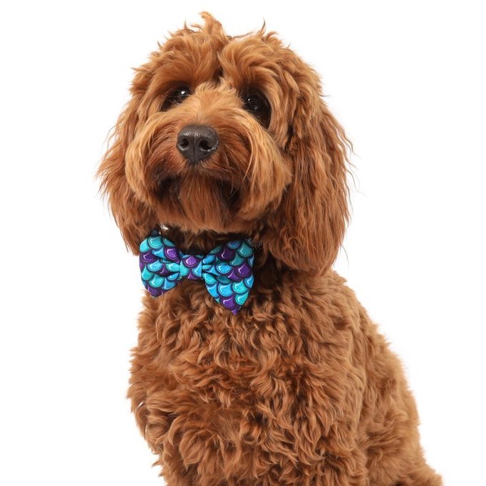 BIG & LITTLE DOGS - Scaled Back Dog Collar & Bow Tie