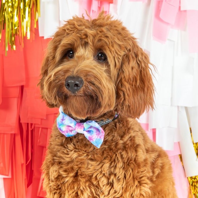 BIG & LITTLE DOGS - Tie Dye For Dog Collar & Bow Tie