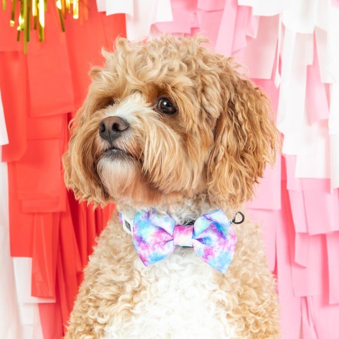 BIG & LITTLE DOGS - Tie Dye For Dog Collar & Bow Tie