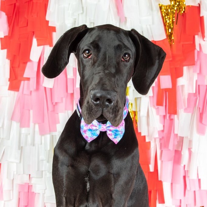 BIG & LITTLE DOGS - Tie Dye For Dog Collar & Bow Tie