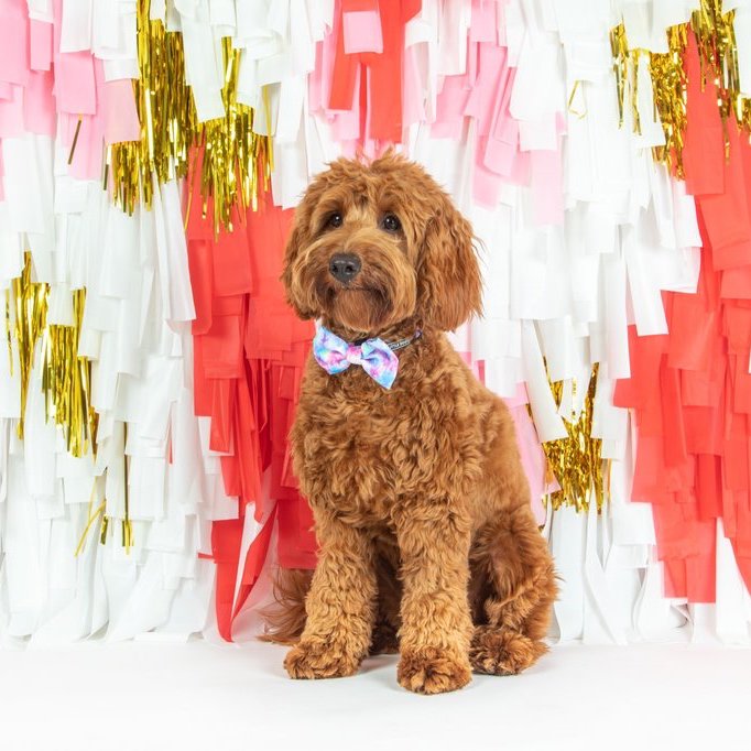 BIG & LITTLE DOGS - Tie Dye For Dog Collar & Bow Tie