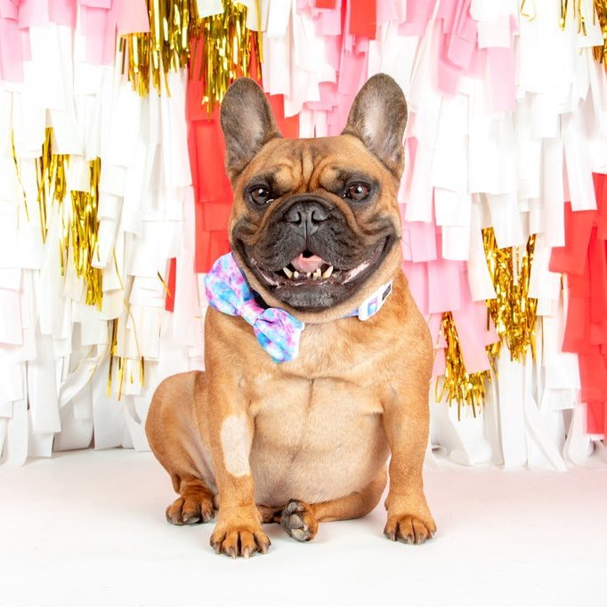 BIG & LITTLE DOGS - Tie Dye For Dog Collar & Bow Tie
