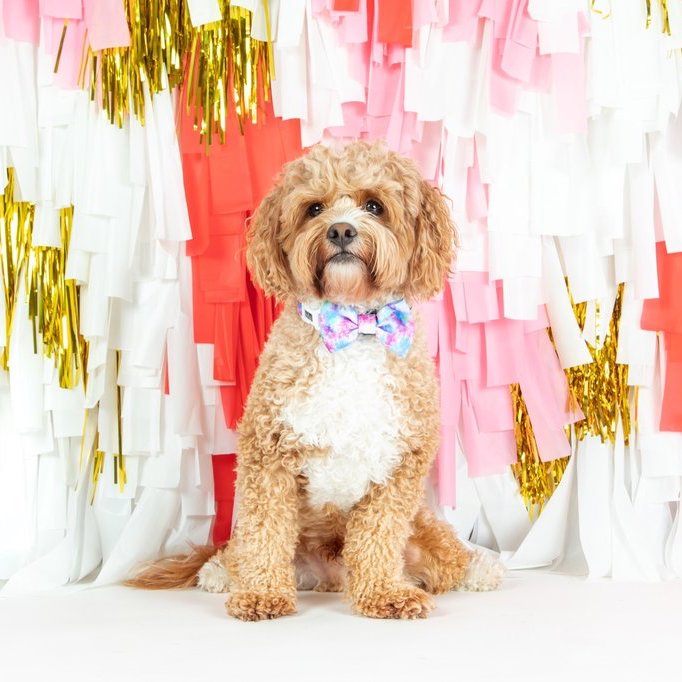 BIG & LITTLE DOGS - Tie Dye For Dog Collar & Bow Tie