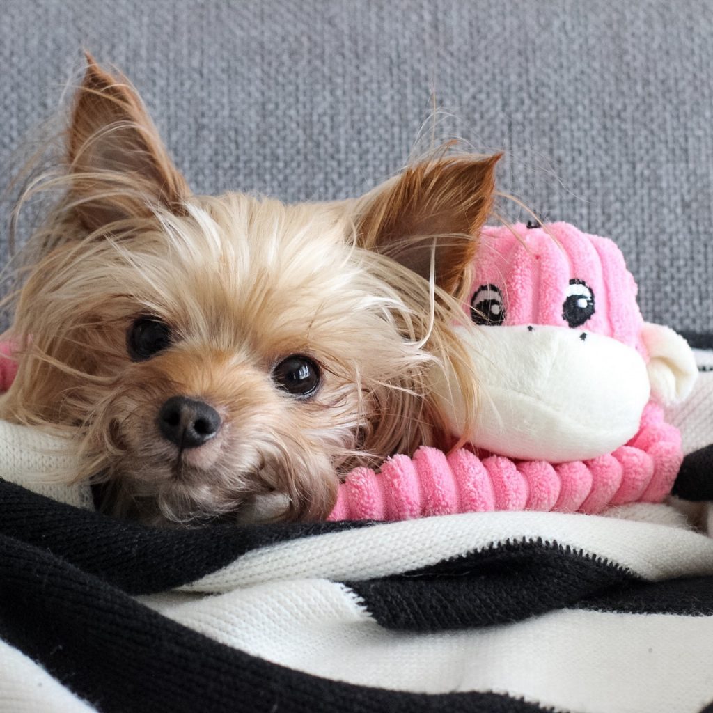 ZIPPY PAWS - Spencer the Crinkle Monkey Long Leg Plush Dog Toy Pink - Small