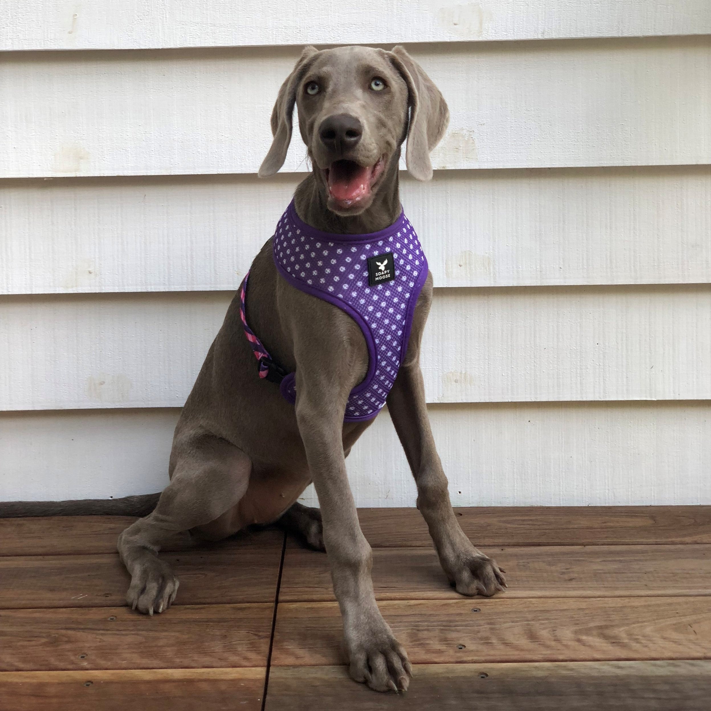 SOAPY MOOSE - The Fashionista Reversible Dog Harness