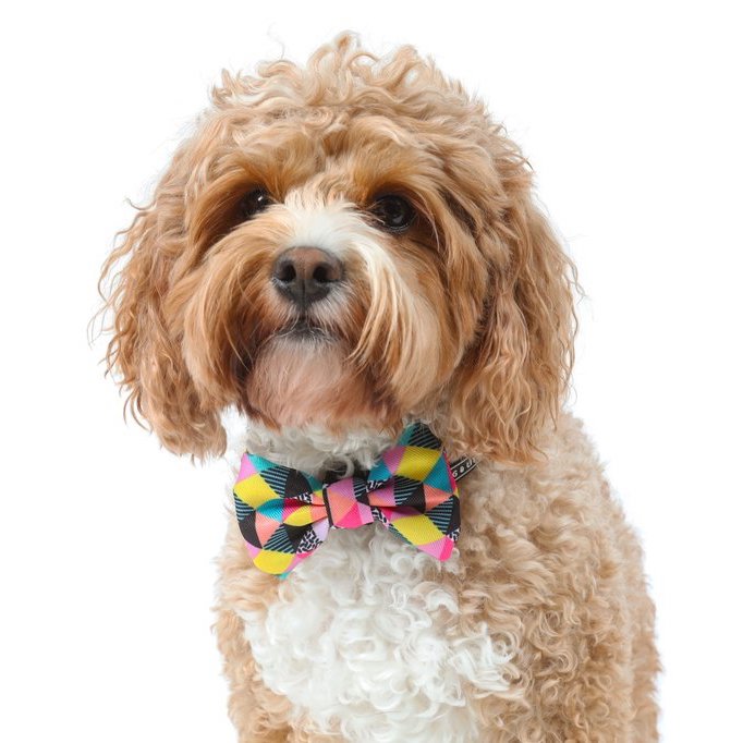 BIG & LITTLE DOGS - All-Sorts Dog Collar & Bow Tie