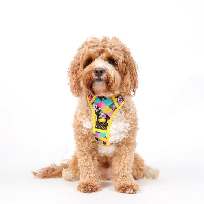BIG & LITTLE DOGS - All-Sorts All Rounder Dog Harness