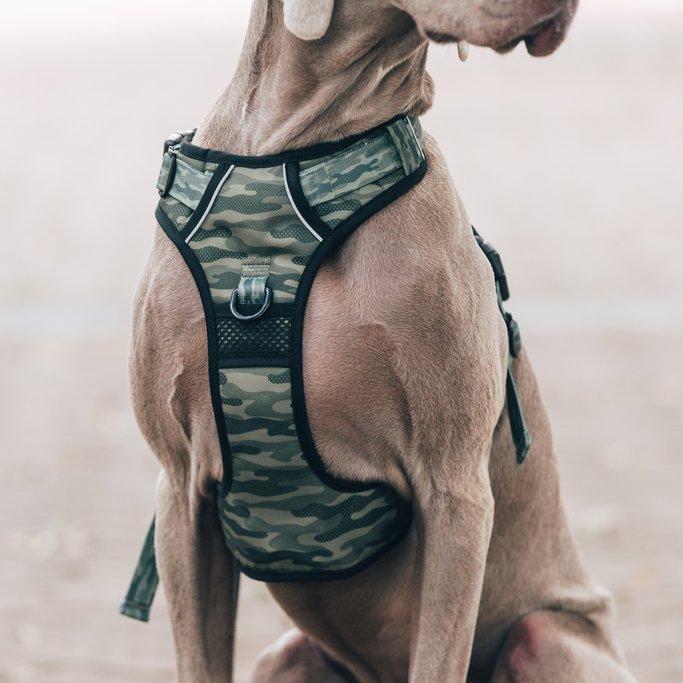 BIG & LITTLE DOGS - Camouflaged All Rounder Dog Harness