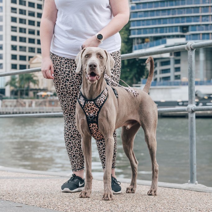 BIG & LITTLE DOGS - Luxurious Leopard All Rounder Dog Harness