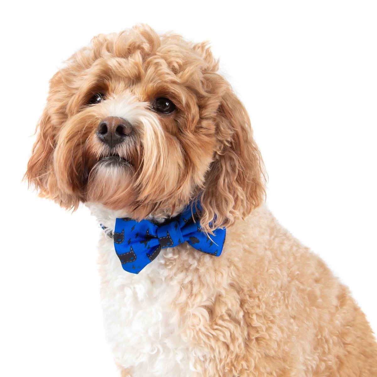 BIG & LITTLE DOGS - Bat-Dog Dog Collar & Bow Tie