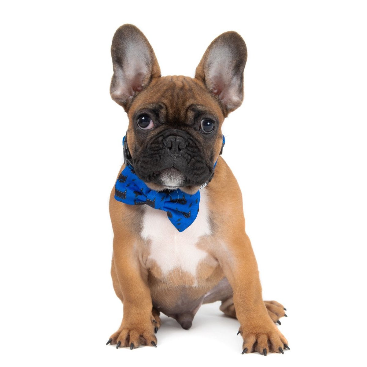 BIG & LITTLE DOGS - Bat-Dog Dog Collar & Bow Tie